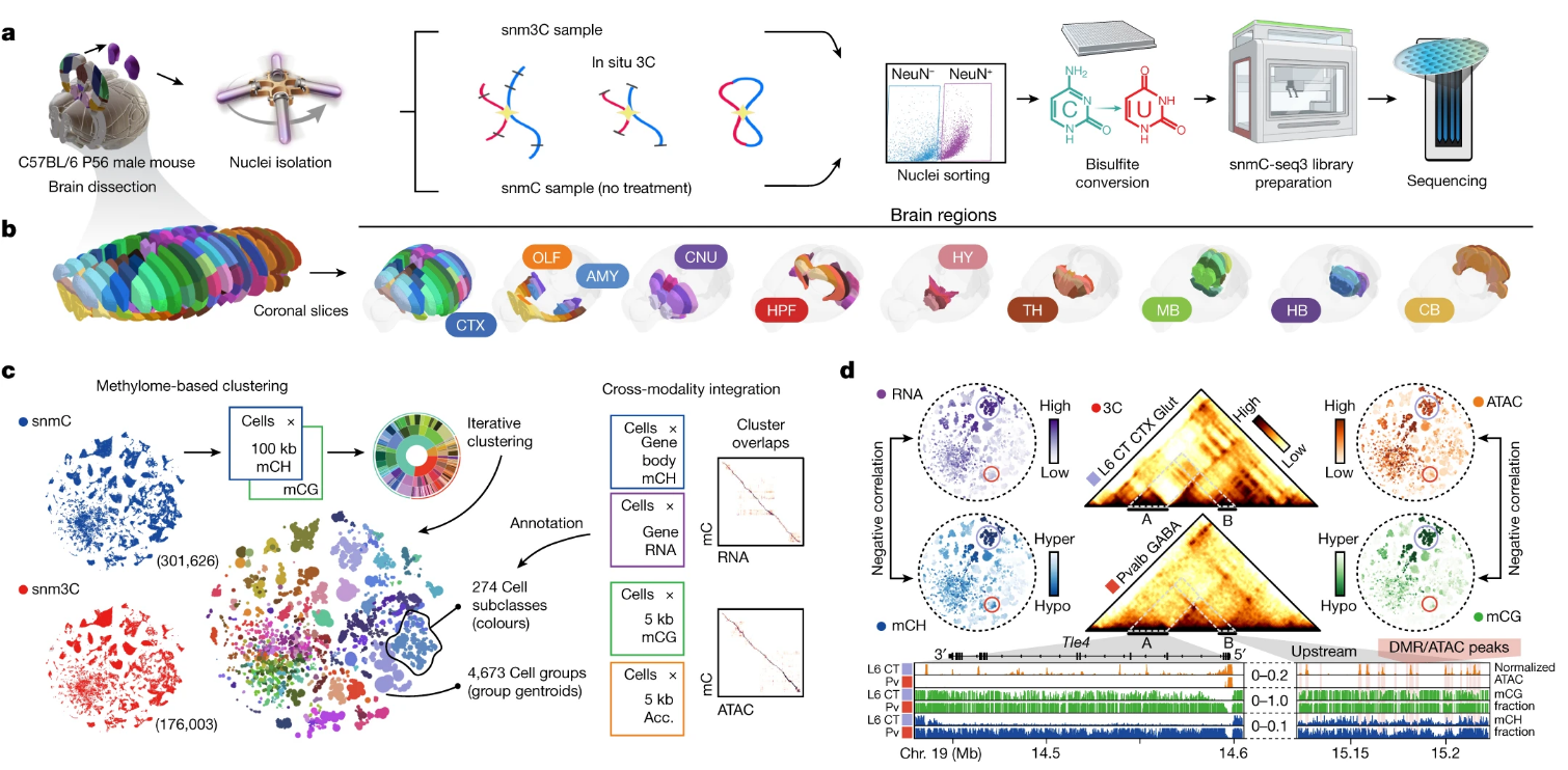 文献阅读分享｜成年小鼠大脑单细胞DNA基因组和三维多体图谱构建