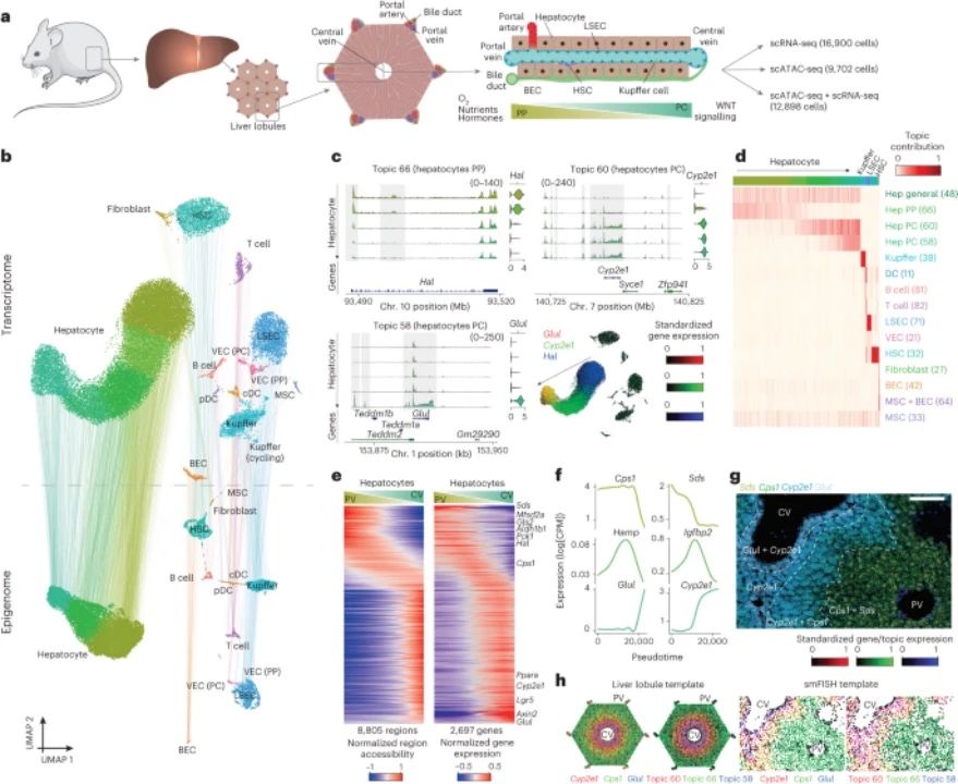 文献阅读分享｜单细胞空间多组学和深度学习剖析肝脏分区中增强子驱动的基因调控网络